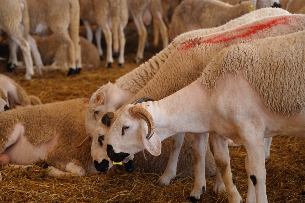 Over One Million Farmers Benefit from Morocco Herd Program