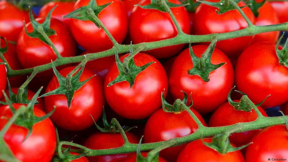 Tomato prices hit 8 euros in Europe amid lower Moroccan supply