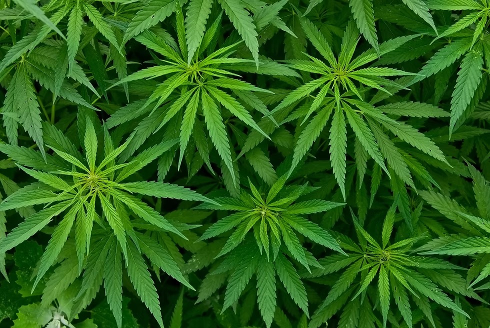47 percent growth in legal cannabis production in Al Hoceima