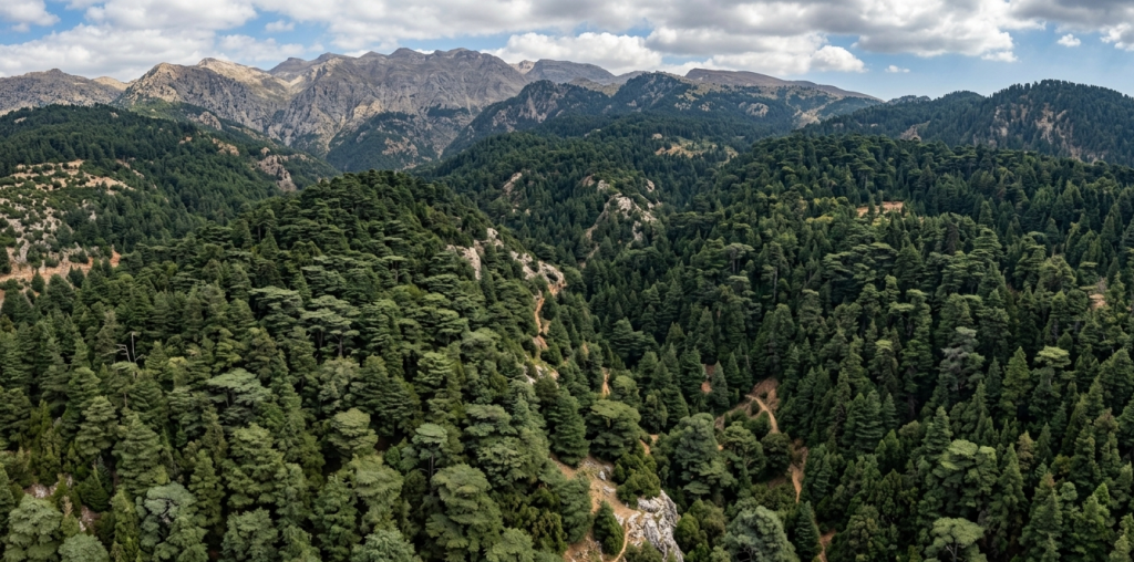 The National Agency reaffirms its commitment to protecting cedar forests