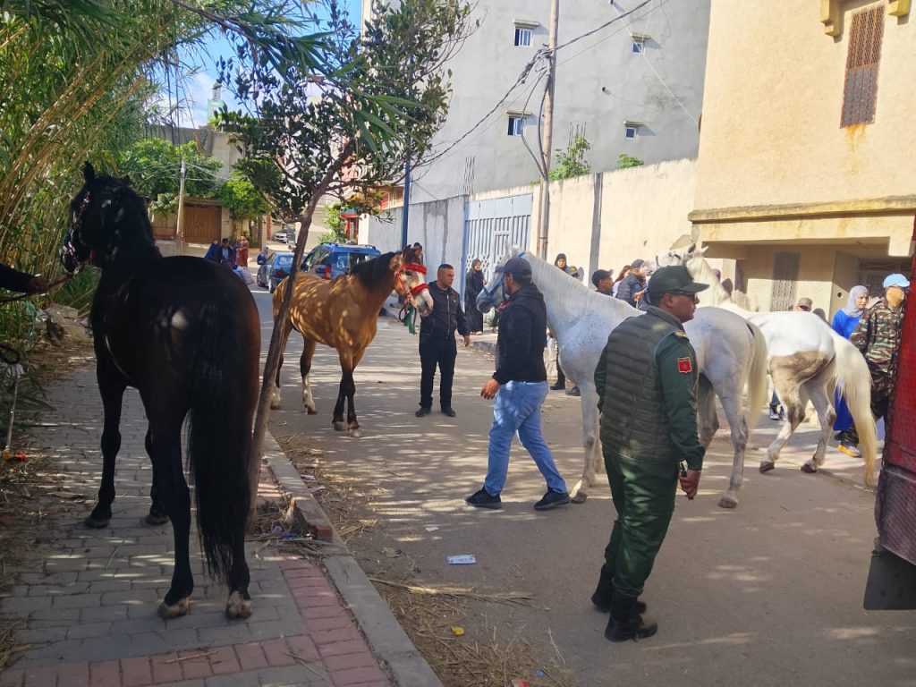 Tangier Authorities Seize 12 Horses During Urban Control Campaign