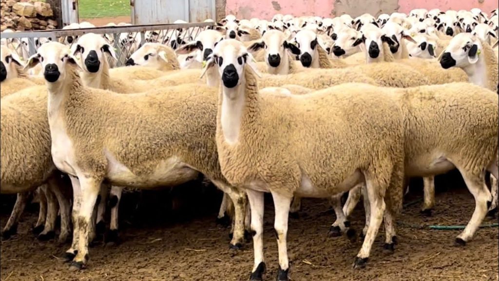 Benabdellah Calls for Probe Over Alleged “Disappearance of 250,000 Subsidized Livestock”